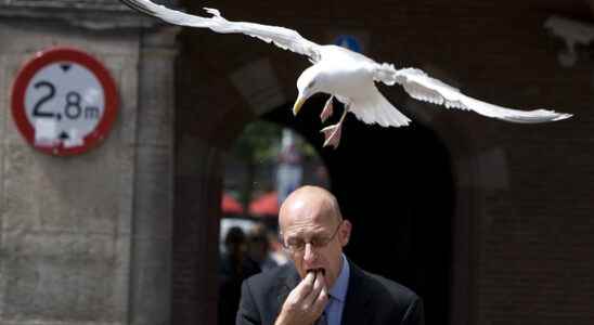 More and more noisy seagulls in Utrecht Many people are