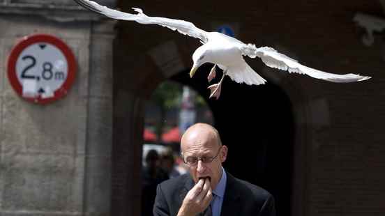 More and more noisy seagulls in Utrecht Many people are