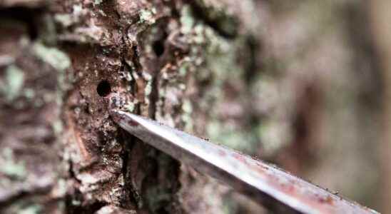 New wave of spruce bark beetles after the heat