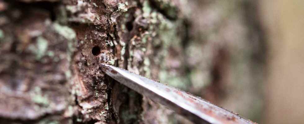 New wave of spruce bark beetles after the heat