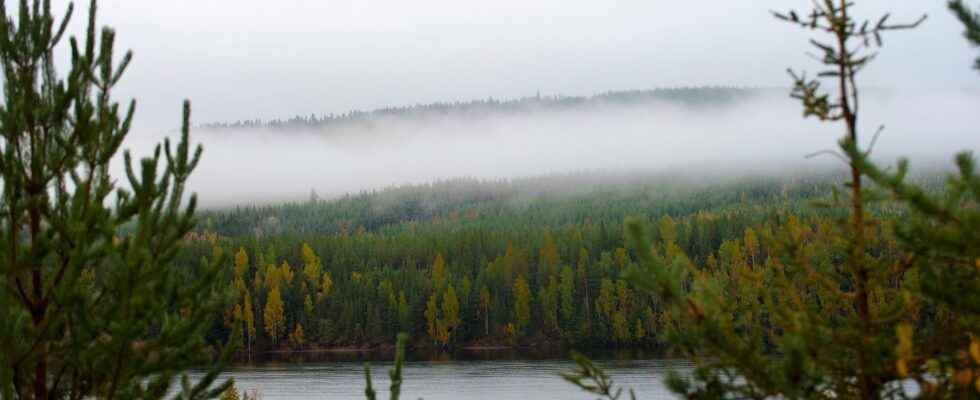 Northern forests sensitive to heat