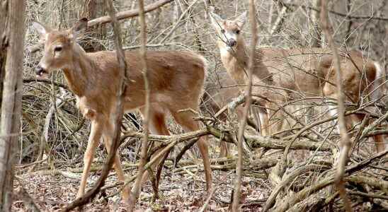 OPP warns Elgin motorists of deer threat