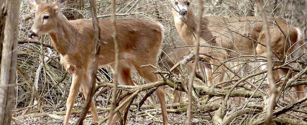 OPP warns Elgin motorists of deer threat