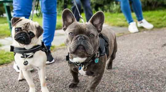 Oh my how cute is he France seen from dog