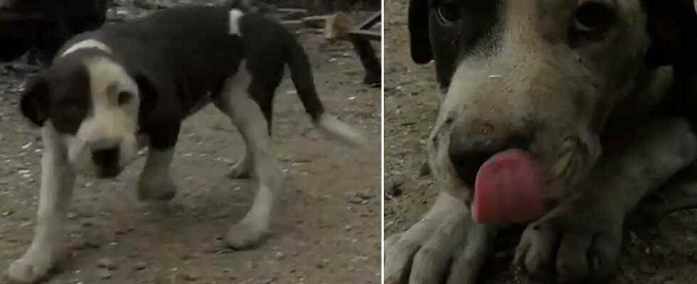 Patches the puppy was rescued from the flames in California