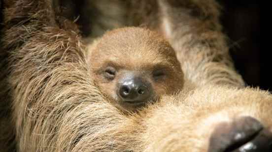 Pink or blue mice sex sloth young DierenPark Amersfoort known