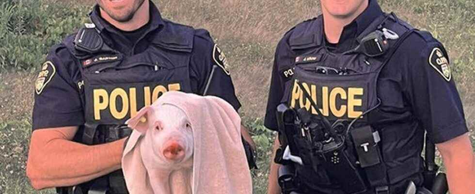 Pink squealing escapee detained after OPP foot chase