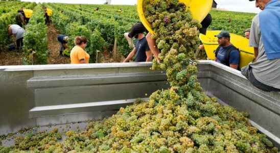 Record early wine harvest after the drought raises concerns