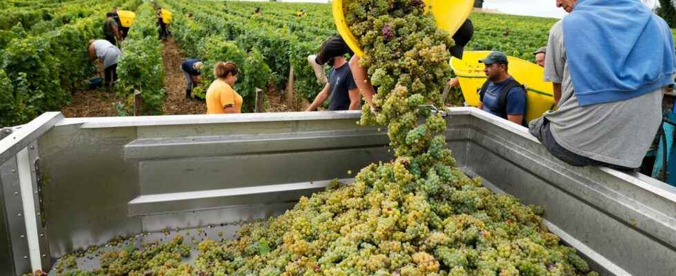 Record early wine harvest after the drought raises concerns