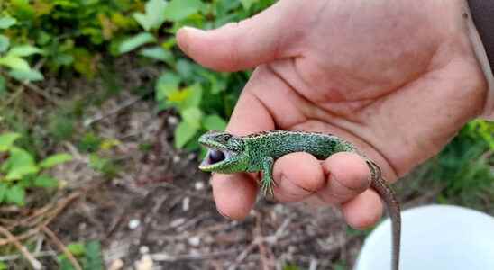 Sand lizards at the Maarn and Driebergen railways are safe