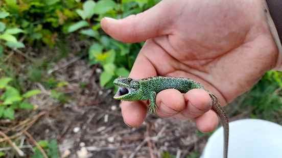 Sand lizards at the Maarn and Driebergen railways are safe