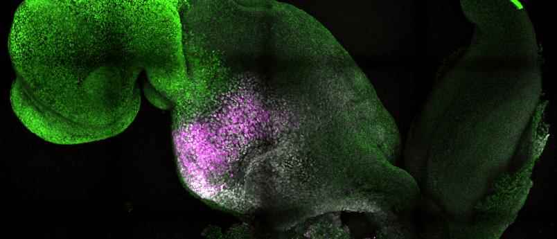 Scientists created synthetic mouse embryos