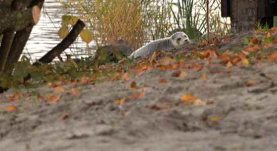 Seal in the Lek near Vianen Leave him alone