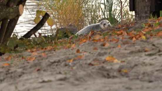 Seal in the Lek near Vianen Leave him alone