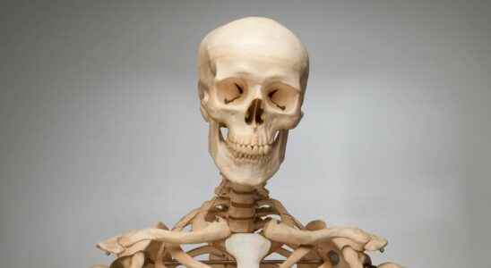 Skeletal bones how many bones does the human body have