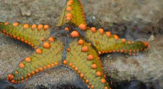 Starfish unsuspected predators