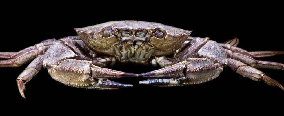 The fascinating crabs everything you need to know about crabs