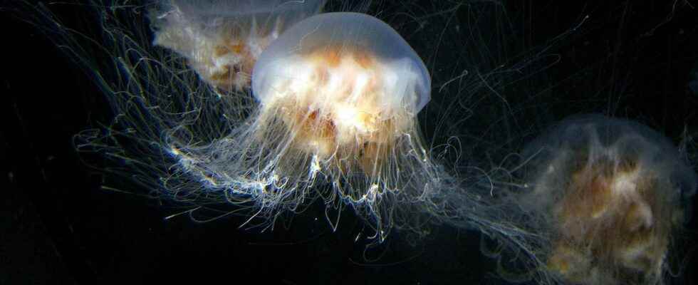 The mysterious world of jellyfish