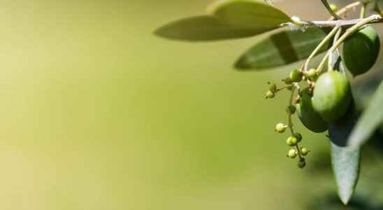 The olive harvest in Spain is compromised