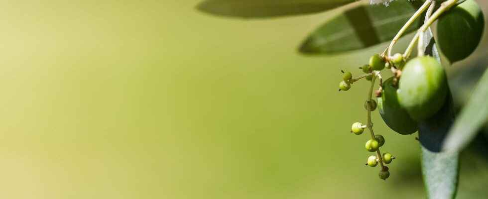 The olive harvest in Spain is compromised