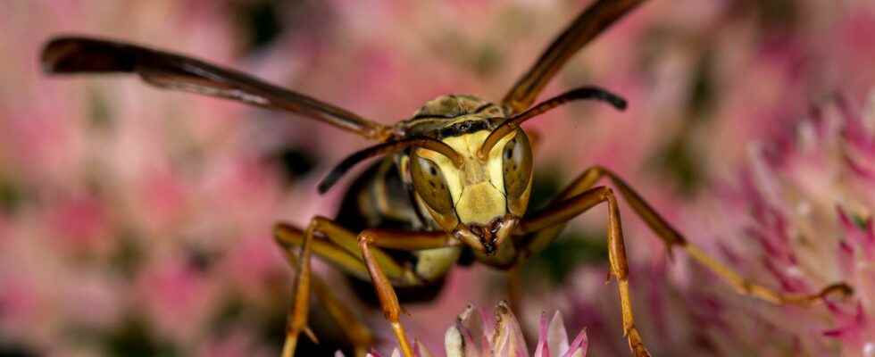 These Wasps Have Amazing Brains