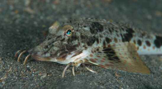 This fish walks underwater