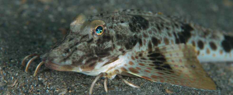 This fish walks underwater