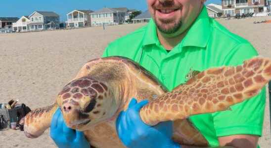 Turtle with nine lives back in the sea