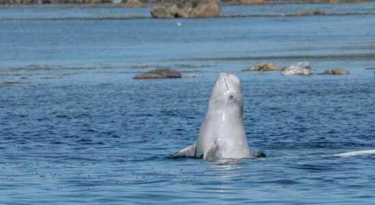 We must save the beluga lost in the Seine