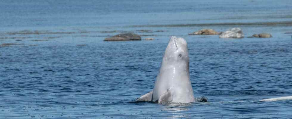 We must save the beluga lost in the Seine