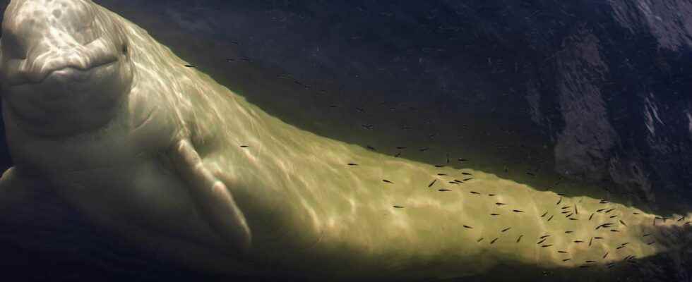 What outcome for the beluga lost in the Seine