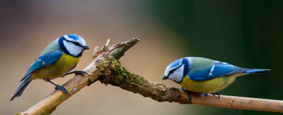 Why do birds lose their colors with global warming