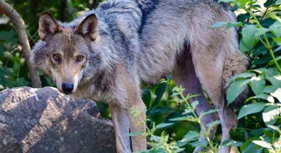 Wolf shot took goat in front of inspectors