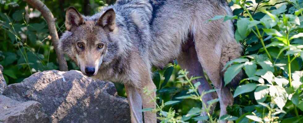 Wolf shot took goat in front of inspectors