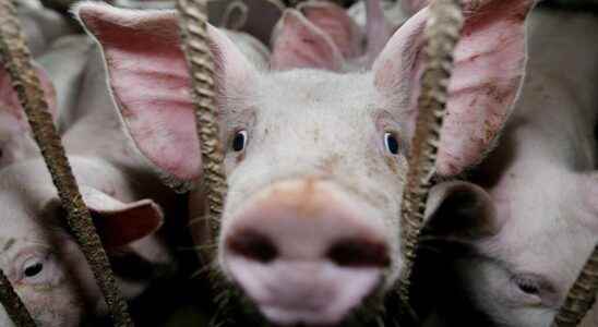 researchers resuscitate pig cells for several hours