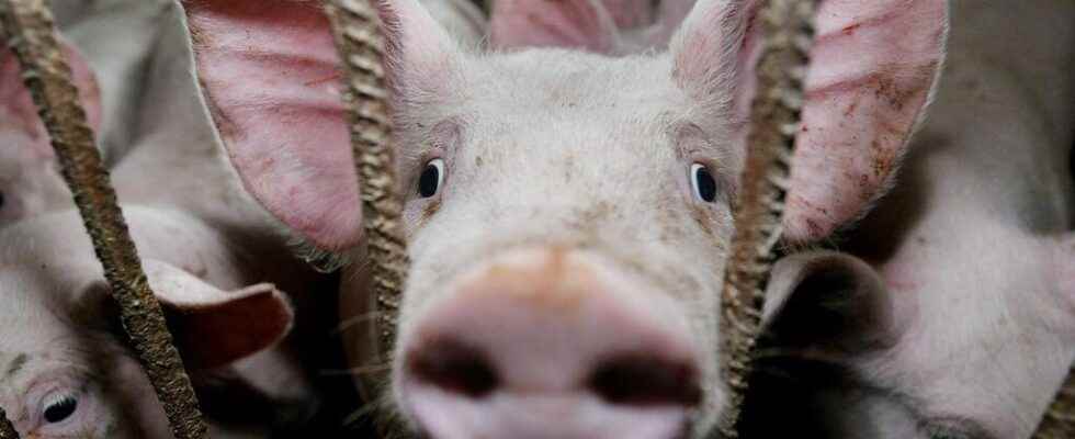 researchers resuscitate pig cells for several hours