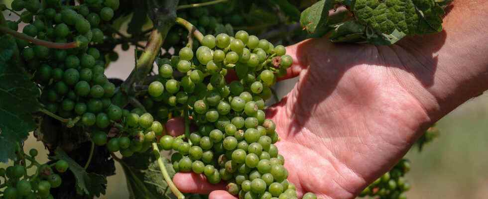 the absence of rain and the heat satisfy the winegrowers