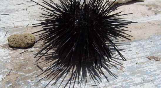 the massive mortality of black sea urchins in Guadeloupe worries