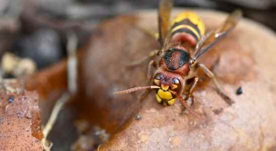 unprecedented attack by hornets on cyclists