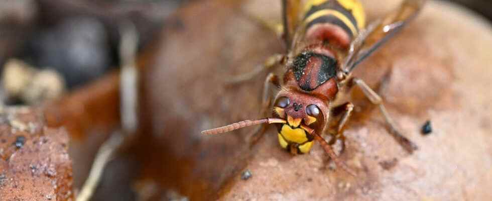 unprecedented attack by hornets on cyclists