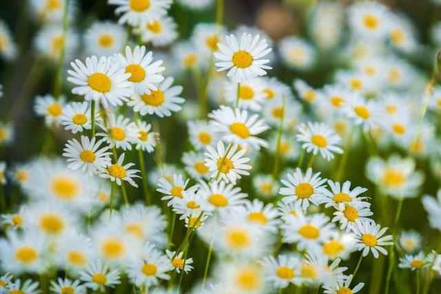 daisies-g646b43e97_1920