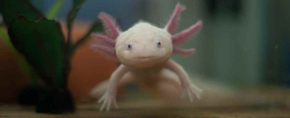 Axolotls can regenerate any cell in their brain