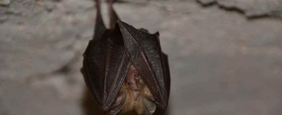 Bats are not the cause of SARS CoV 2 according to an