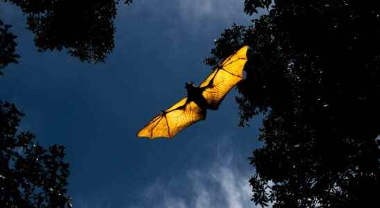 Covid 19 The role of bats in the appearance of the