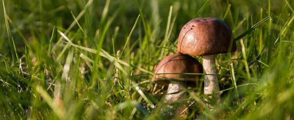 Do mushrooms only grow in autumn