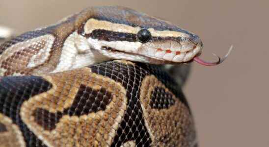 Dumped python found in recycling