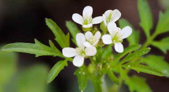 Get inspired by plants that produce their own aspirin