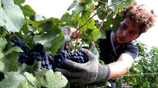 Global warming the forced march of winegrowers to adapt