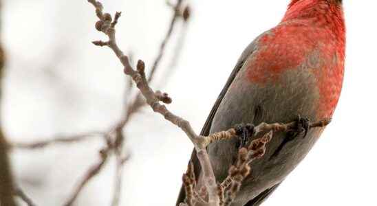 Hundreds of species are threatened by clear cutting