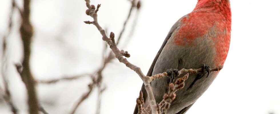 Hundreds of species are threatened by clear cutting